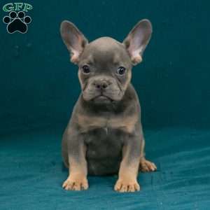 Calvin, French Bulldog Puppy